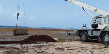 Sargasses : intervention en cours   dans les ports départementaux