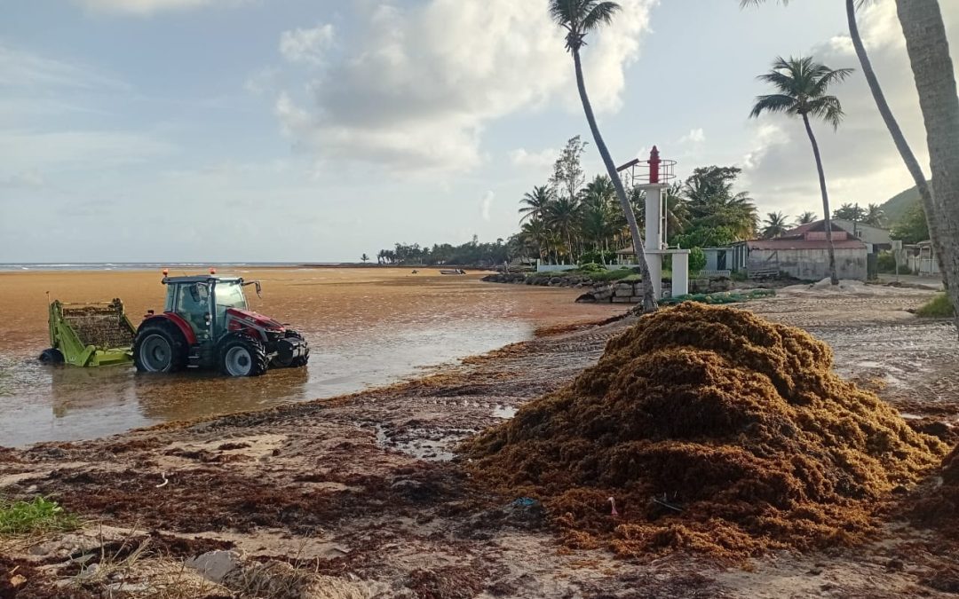 Sargasses à La Désirade : le Département mobilisé pour restaurer l’accès au port et engager des travaux d’envergure