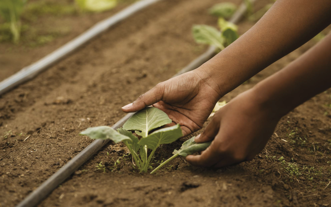 Bilan mi-mandat : Environnement